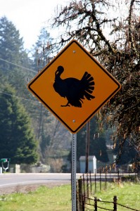 turkey