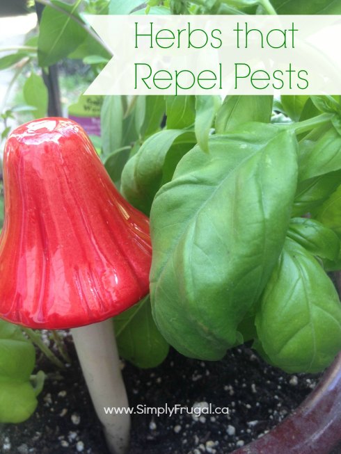Have you got some pesky pests you're dealing with in your yard? Here are 5 Herbs to use for pest repellant!