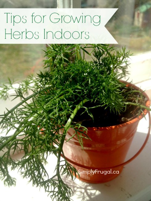 Tips for growing herbs indoors.  Armed with these tips, in no time, you will have fresh and tasty herbs right at your fingertips.