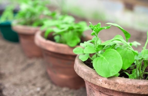 Container gardening mistakes to avoid