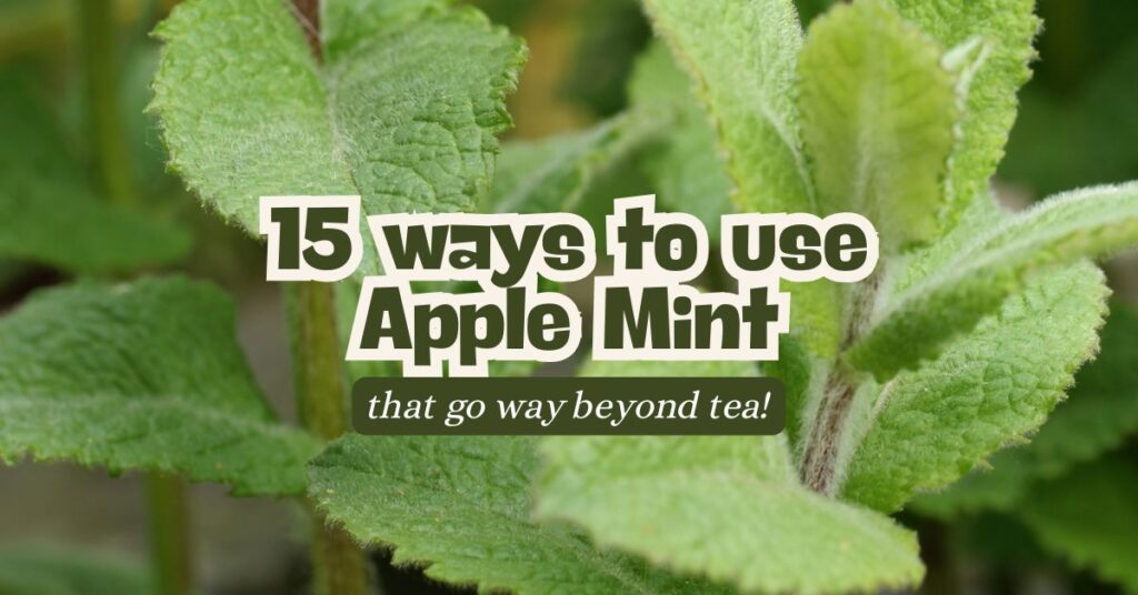 ways to use apple mint