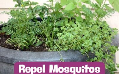 Repel Mosquitos Naturally: DIY Mosquito Planter