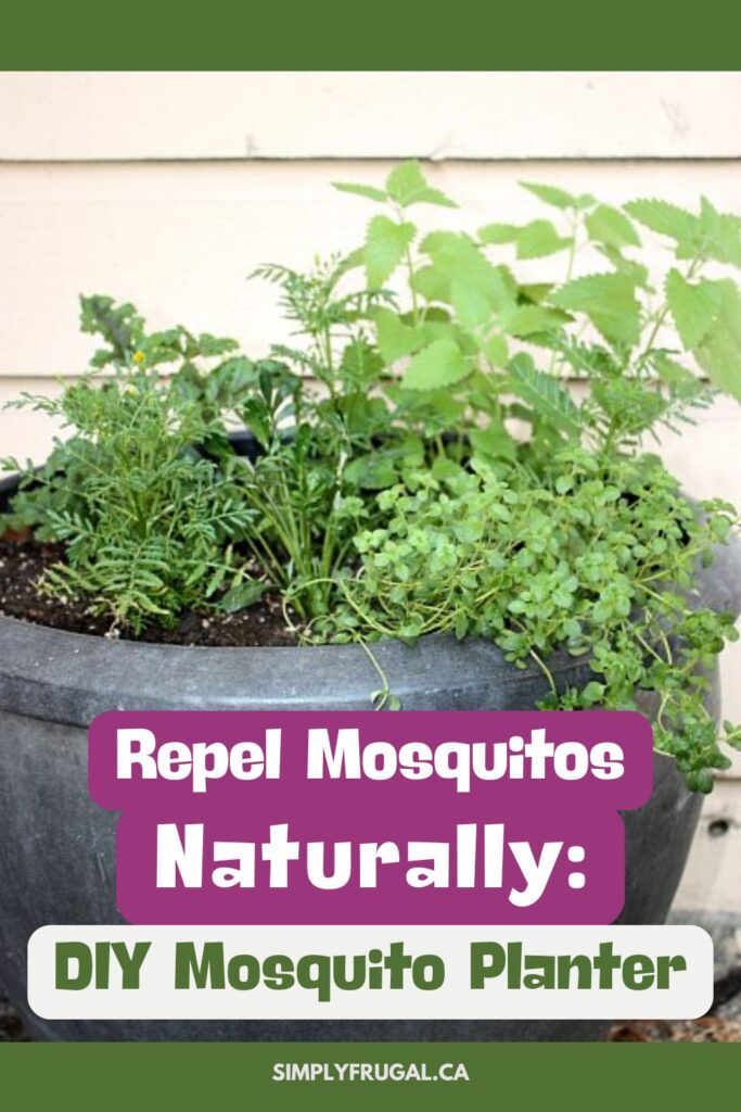 DIY Mosquito Planter