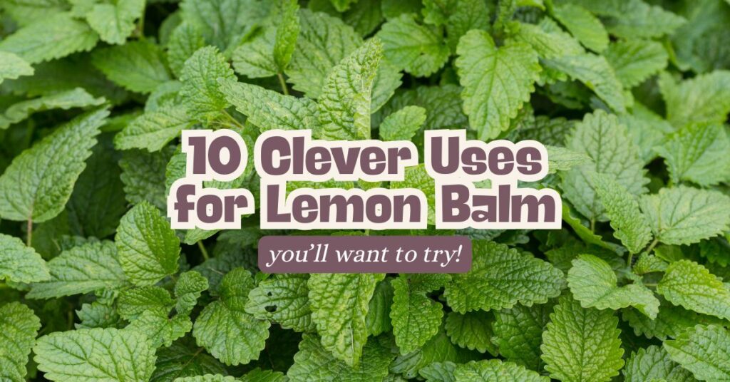 10 Clever Uses for Lemon Balm