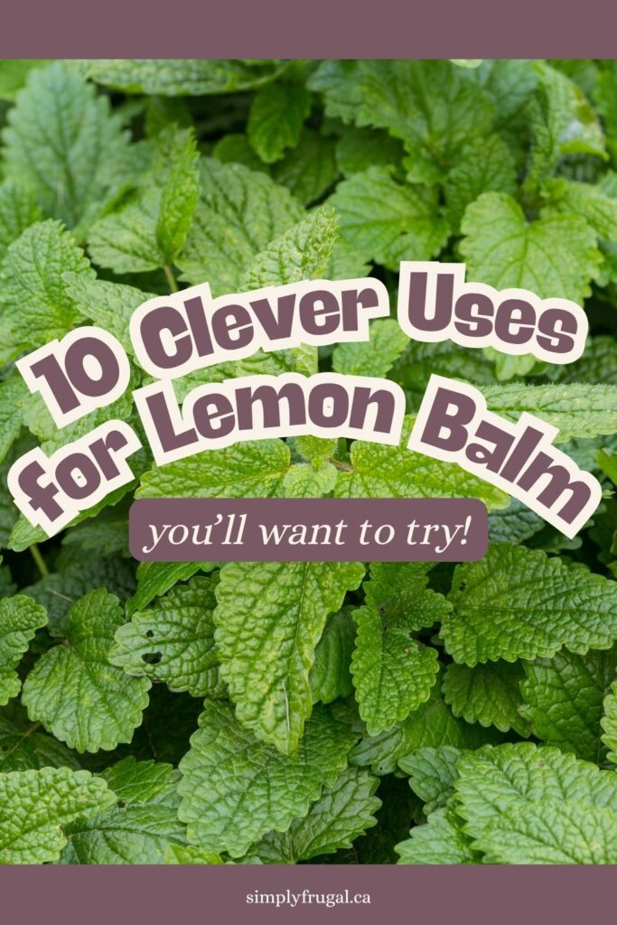 uses for lemon balm