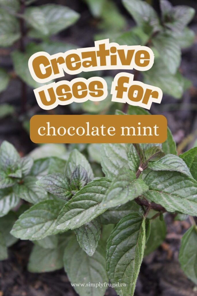 uses for chocolate mint