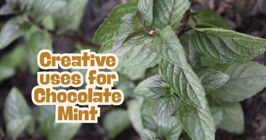 uses for chocolate mint