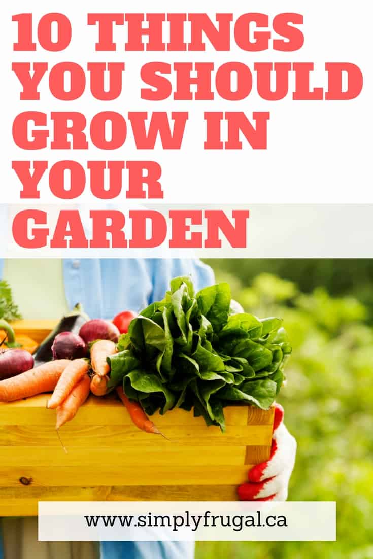 I love this list of 10 things you should grow in your garden this year! #gardening #vegetablegardening