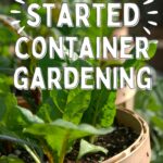 how to get started container gardening