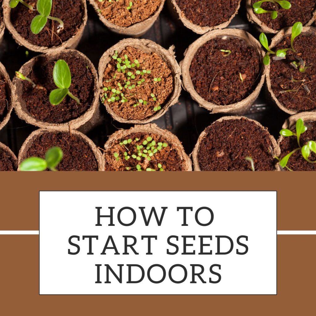 how to start seeds indoors