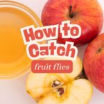 how to catch fruit flies