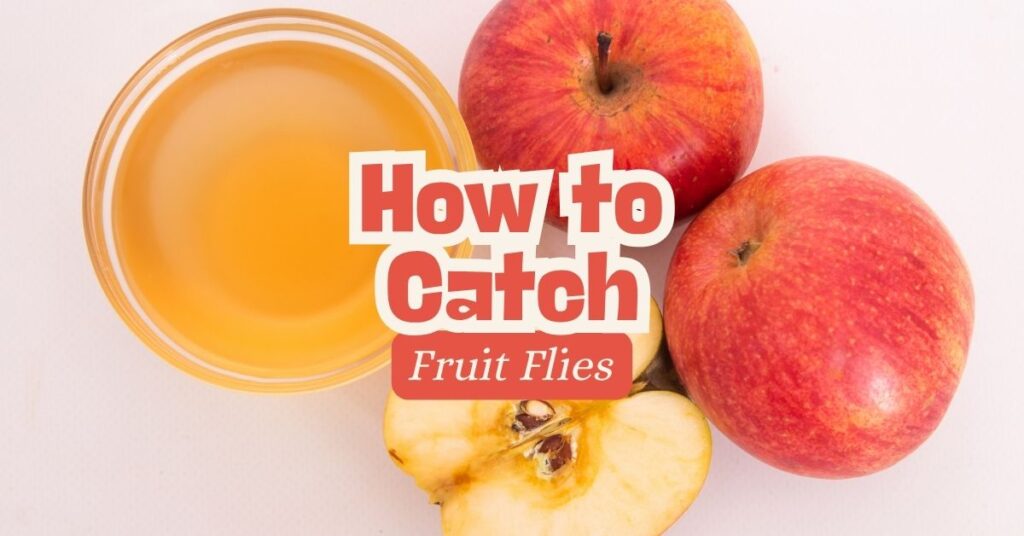 how to catch fruit flies
