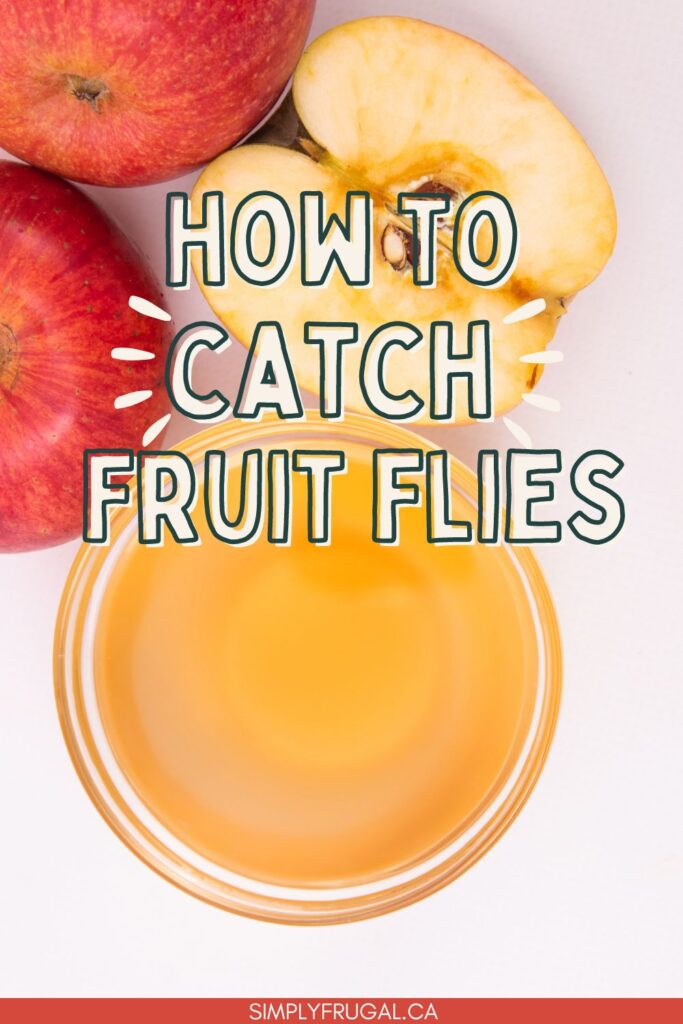 How to catch fruit flies