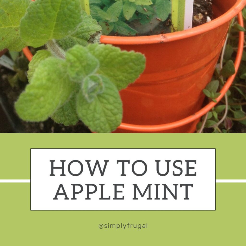 how to use apple mint